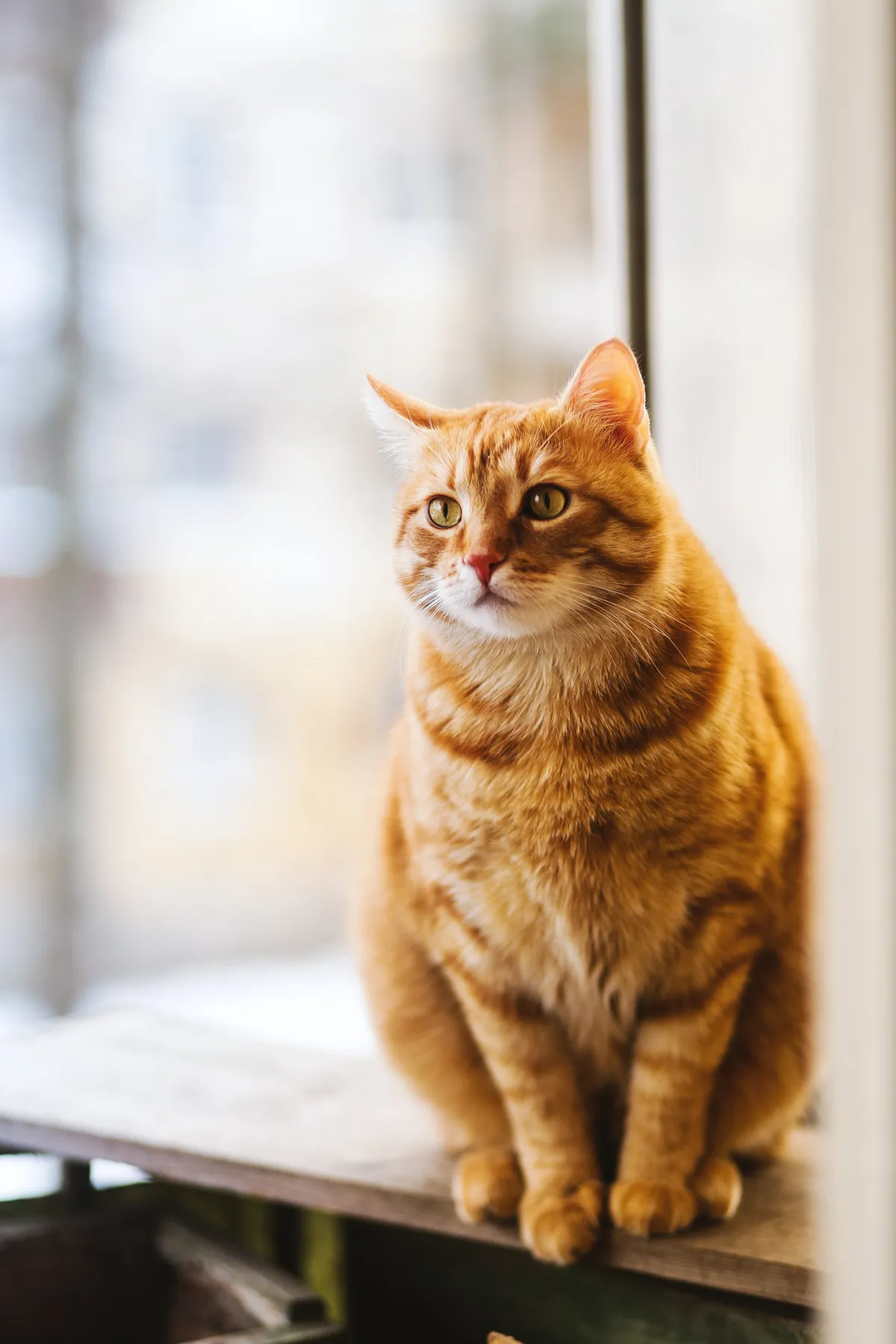 FELINE