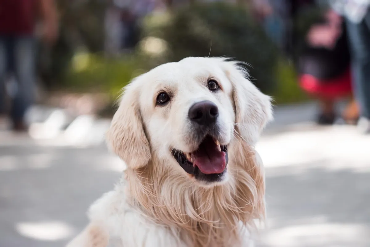 CANINE