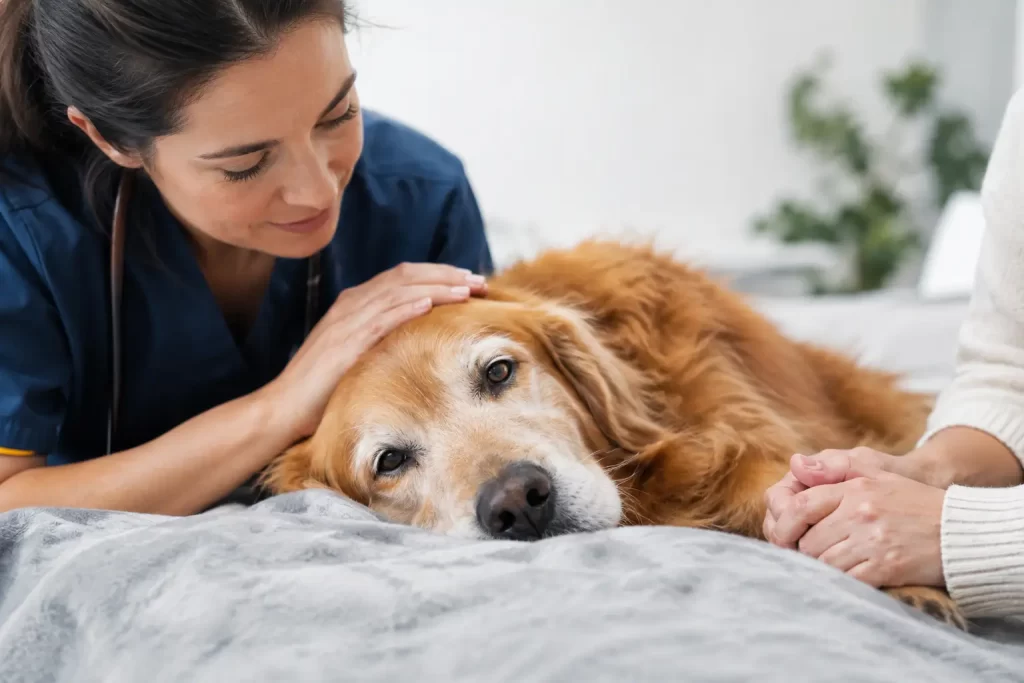 Palliative Care Versus Euthanasia for Pets