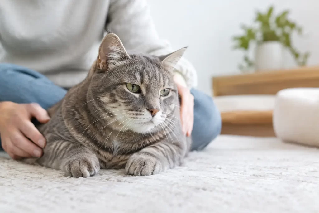 Cat Arthritis Signs and Pain Relief Options