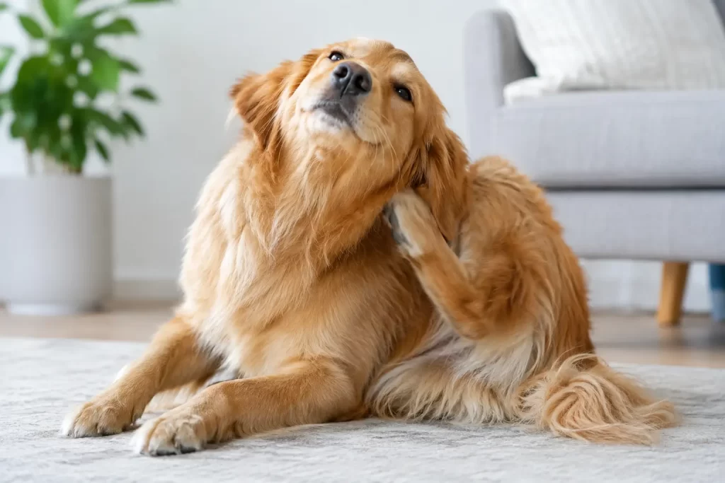 Why Dogs Itch and What Their Skin Is Telling You